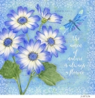 JS-BT323b botanical cineraria