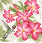 JS-BT465b-desert-rose