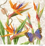JS-BT466-bird-of-paradise