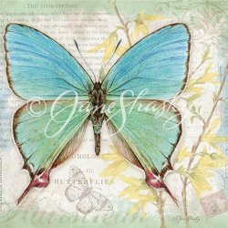 JS-BF472 aqua hairstreak