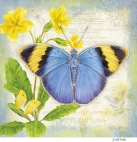 JS-BF348b gold banded forester