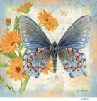 JS-BF525 pipeviine swallowtail