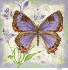 JS-BF527 colorado hairstreak