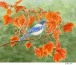 JS-BG309 autumn jay