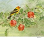 JS-BG406 apples and tanager