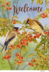 JS-D165b cedar waxwings