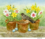 JS-BG275b-robin-and-daffodils
