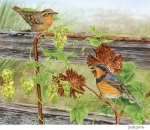 JS-BG297b-thrushes-on-hops