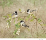 JS-BG312-chickadeessnowberries