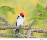 JS-BG444-hawaiian-cardinal