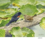 JS-BG445-RW-blackbirds