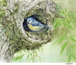 JS-BG447-blue-tit