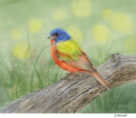JS-BG449-painted-bunting