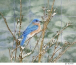JS-BG490-winter-bluebird