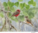 JS-BG492-vermillion-flycatchers