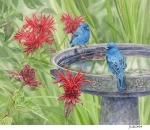 JS-BG494-indigo-buntings