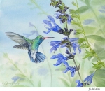 JS-BG496-hummingbird-and-salvia