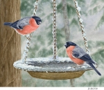 JS-BG530-bullfinches