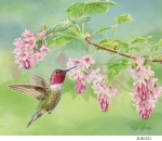 JS-BG531-hummingbird-and-currant