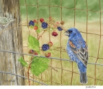 JS-BG574-blue-grosbeak-blackberries