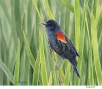 JS-BG575-Redwing-blackbird