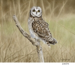 JS-BG576-short-eared-owl