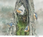JS-BG611-nuthatches-on-stump