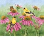 JS-D171b-coneflower-finch