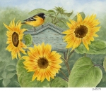 JS-D173-garden-sunflowers