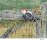 JS-D311-woodpecker-on-fence