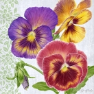 JS-D502b pansy beauty