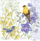 JS_FB231 goldfinch