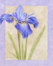 js-d190-blueiris
