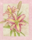 js-d191-lily