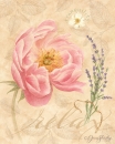 js-d21-peony