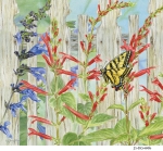 JS-HG496b-pineapple-sage