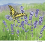 JS-HG544-lavender-field