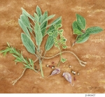 JS-HG627-rustic-herbs