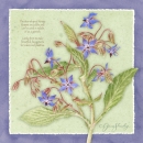 js-d127-borage