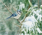 js-d302-bluejay-in-snow