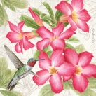 JS-BT465b desert rose